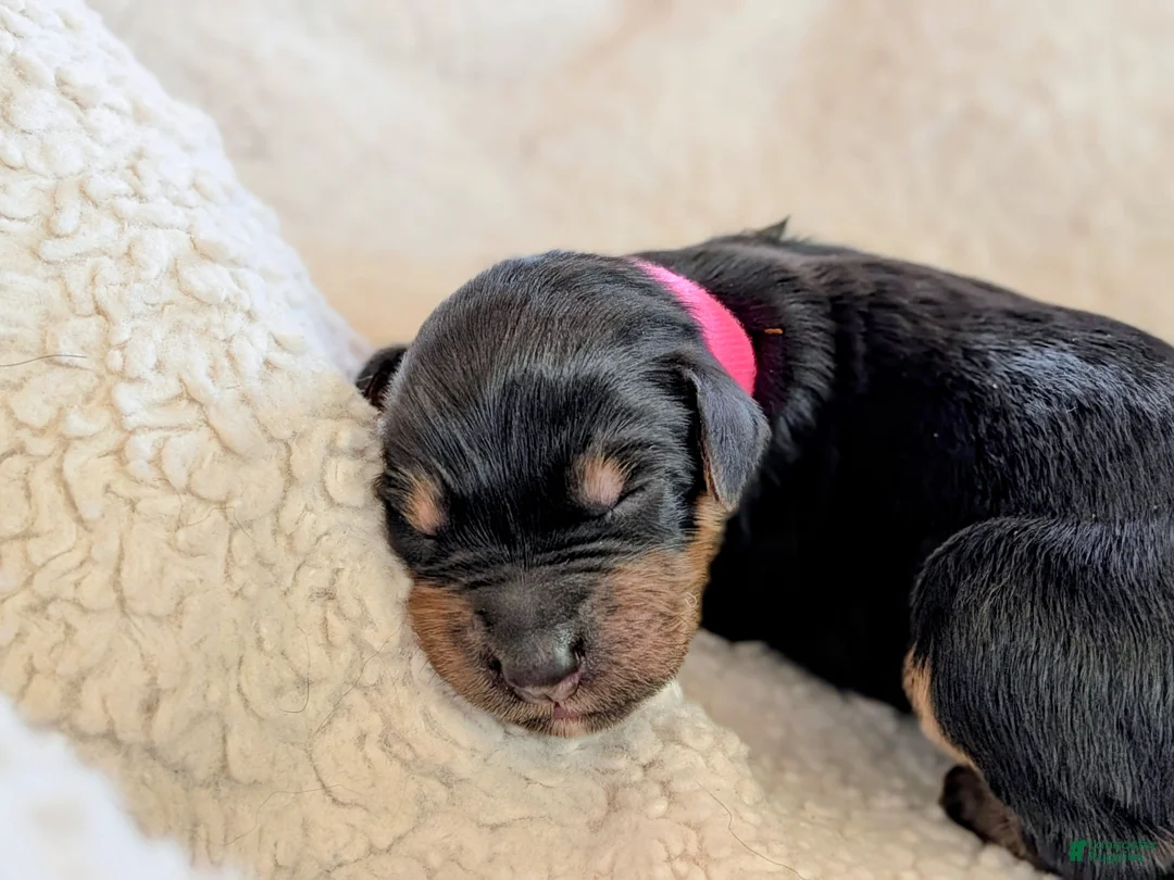 Mixed Breed dogs for sale: Goldador/Bernadoodle Puppy 2 - Ad 2