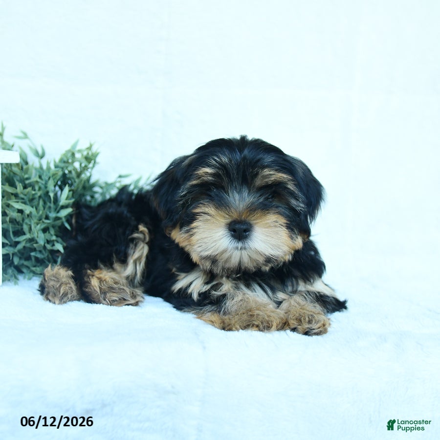 Yorkshire Terrier dogs Buster - Ad 2