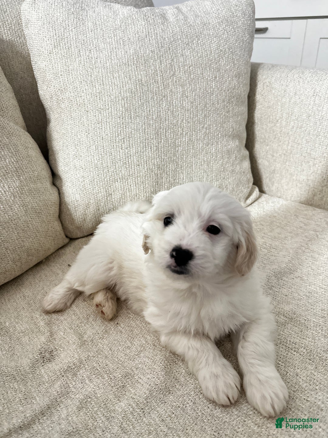 Mixed Breed dogs for sale: Snoopy - Ad 1