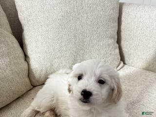 Mixed Breed dogs Snoopy - Ad 40