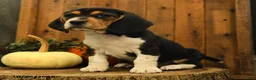 Beagle dogs for sale: Reeses - Ad 3