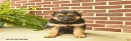 German Shepherd dogs for sale: Buddy - Ad 2