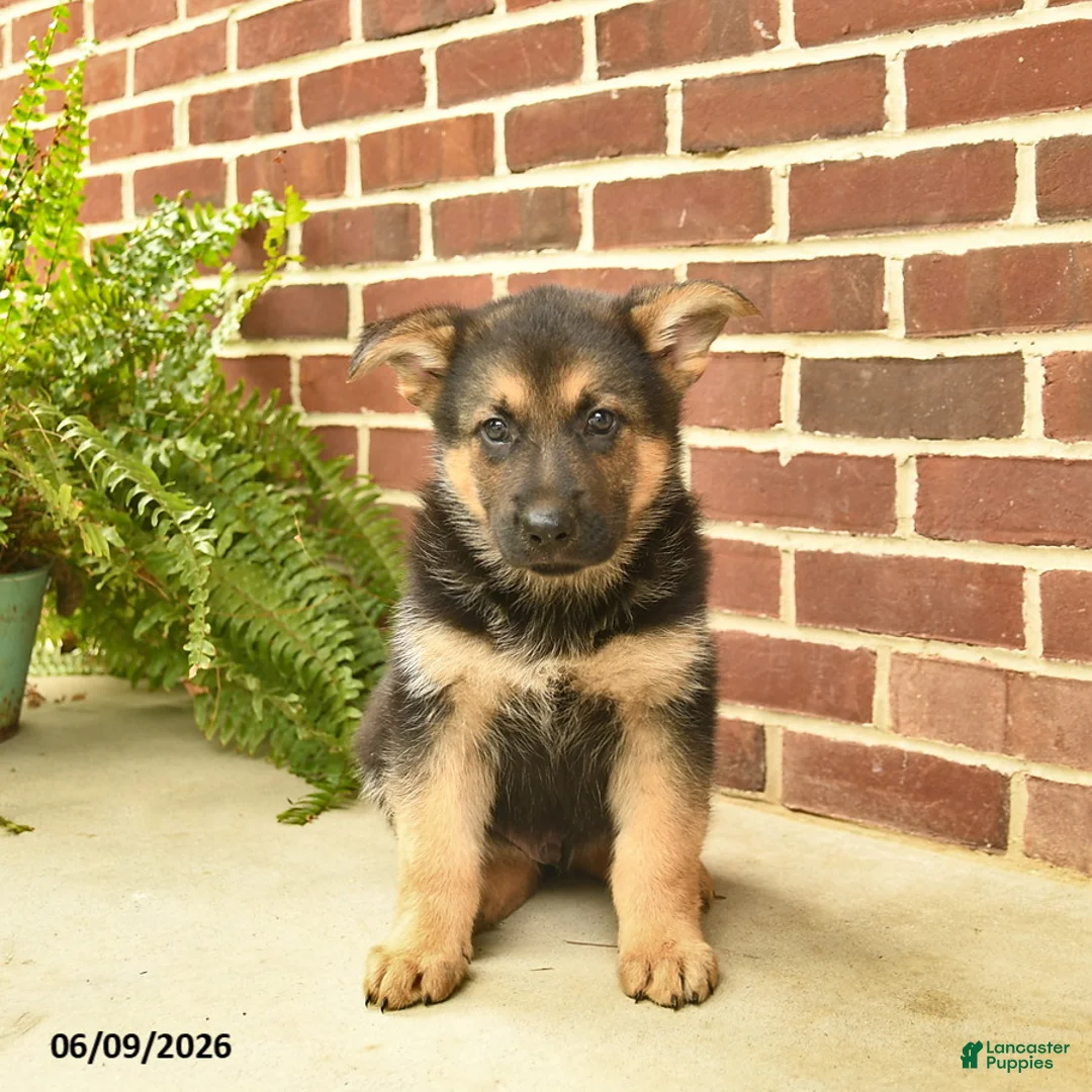 German Shepherd dogs for sale: Buddy - Ad 2