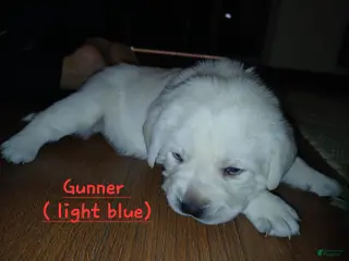 Labrador Retriever dogs for sale: Gunner - Ad 1