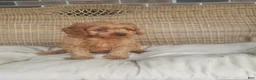 Cavapoo dogs for sale: Skye - Ad 3