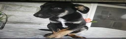 Mixed Breed dogs for sale: Mixed Breed 2 Balla - Ad 5