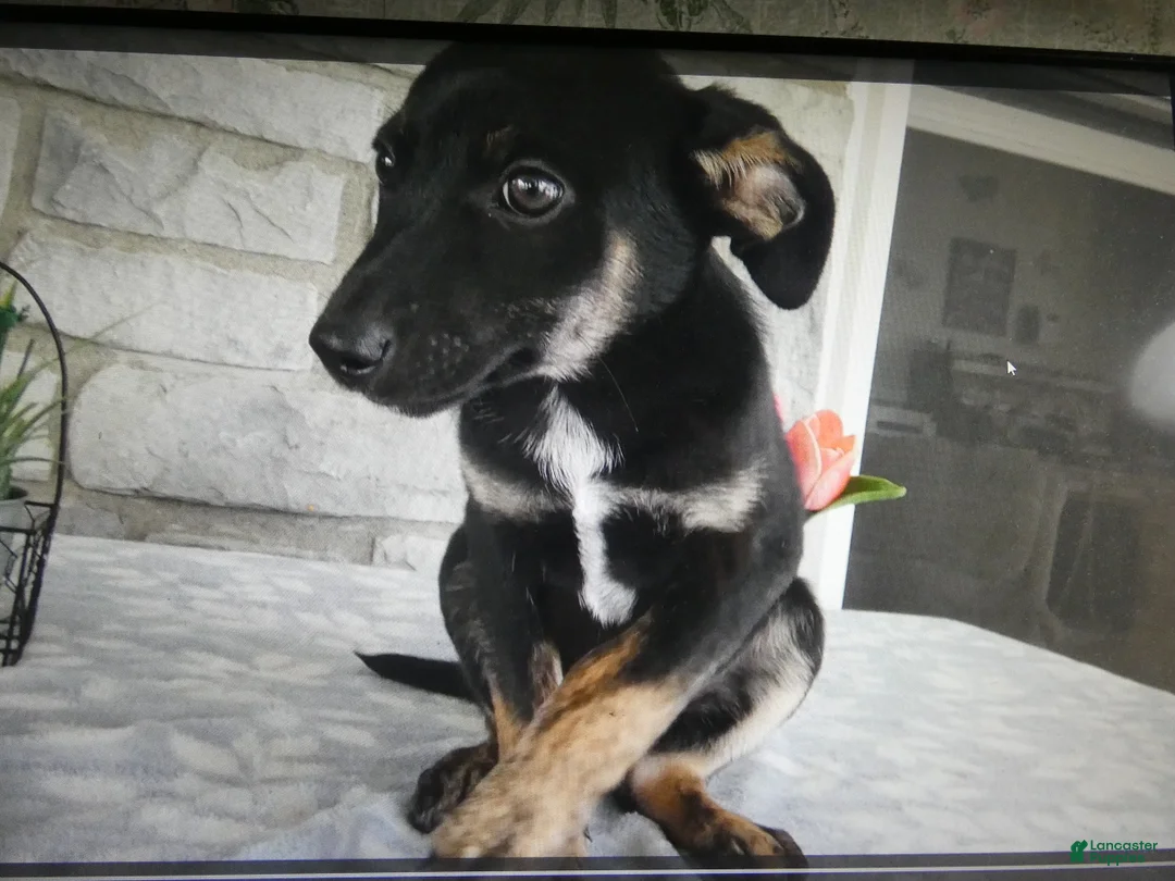 Mixed Breed dogs for sale: Mixed Breed 2 Balla - Ad 5