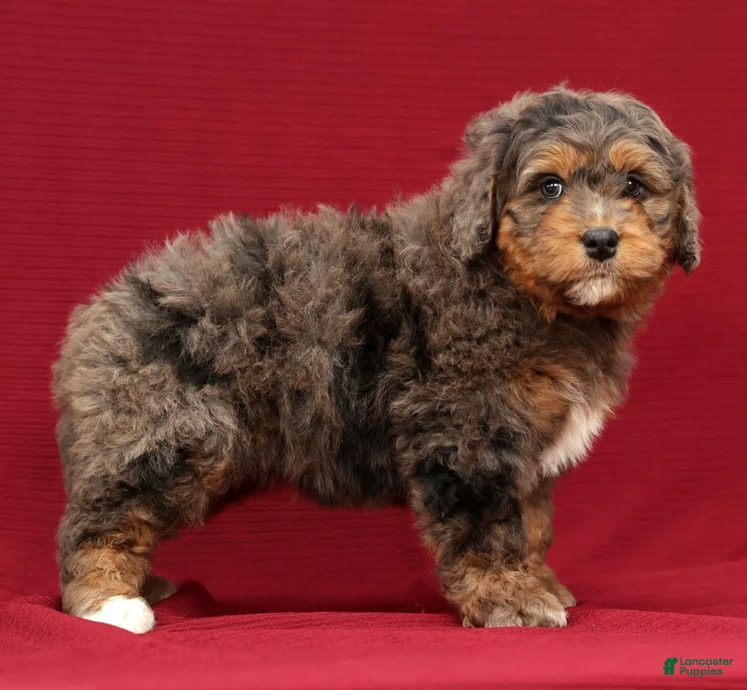 Mini Bernedoodle dogs for sale: Buddy - Ad 6