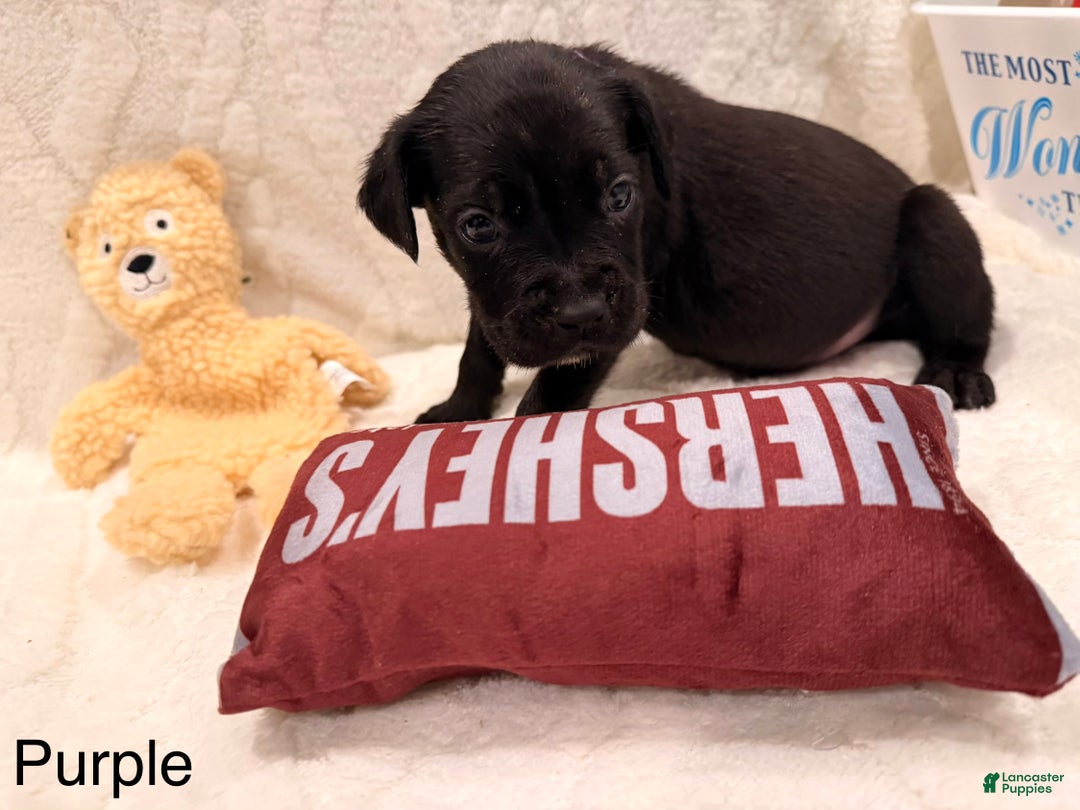 Cane Corso dogs for sale: Kaos (Purple) - Ad 2