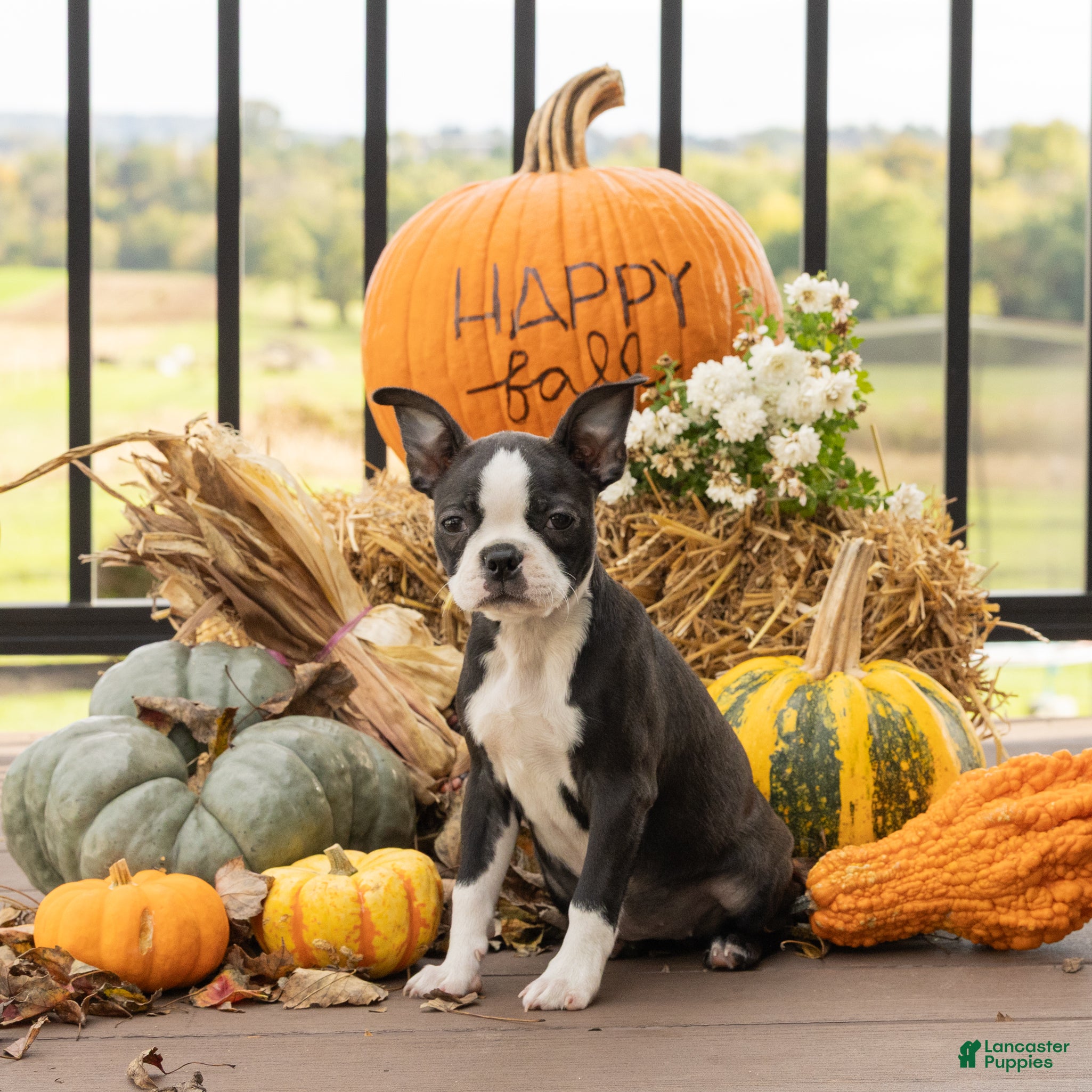 Boston Terrier dogs for sale: Jules Boston Terrier  - Ad 1