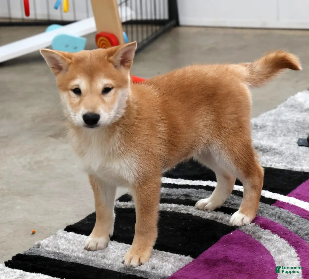 Shiba Inu dogs for sale: Violet - Ad 1