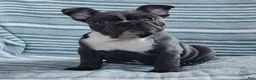French Bulldog dogs for sale: Rascal - Ad 4