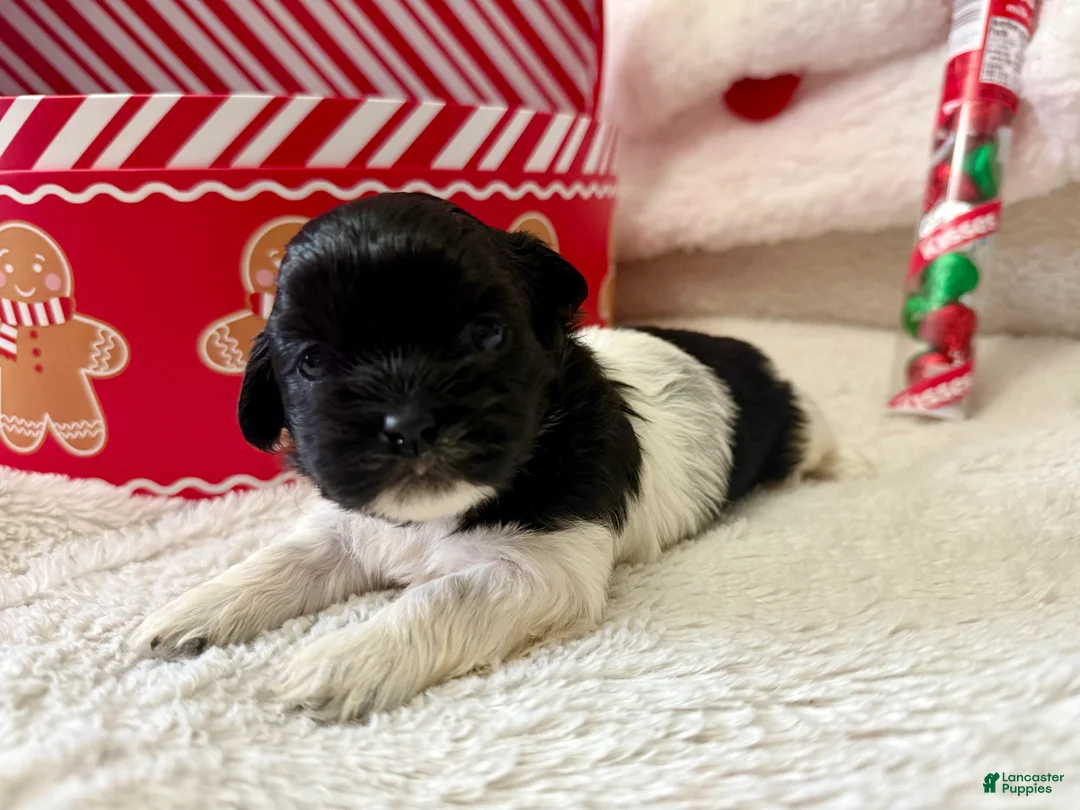 Shihpoo dogs for sale: Elphi - Ad 4