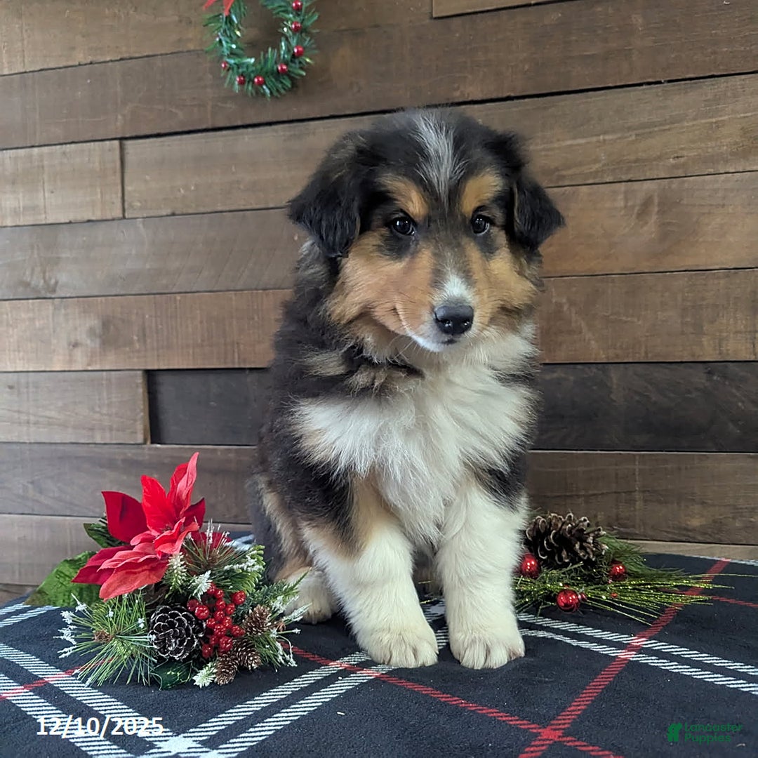 Mixed Breed dogs for sale: Trump - Ad 2