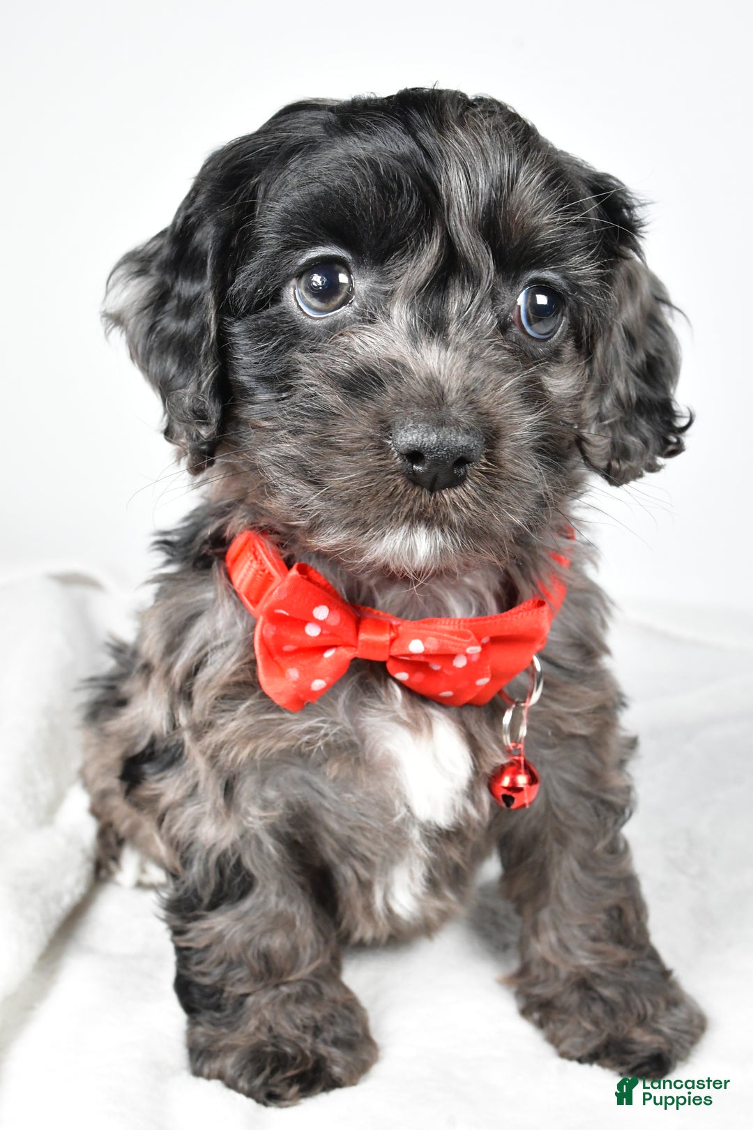 Cockapoo dogs for sale: Austin - Ad 8