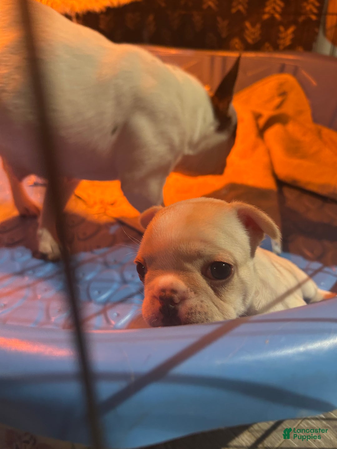 French Bulldog dogs for sale: Mon Cherie - Ad 5