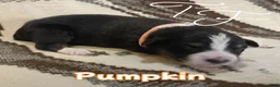 Australian Shepherd dogs for sale: Pumpkin  - Ad 1