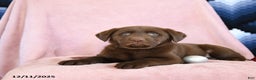 Labrador Retriever dogs for sale: Aldo - Ad 2