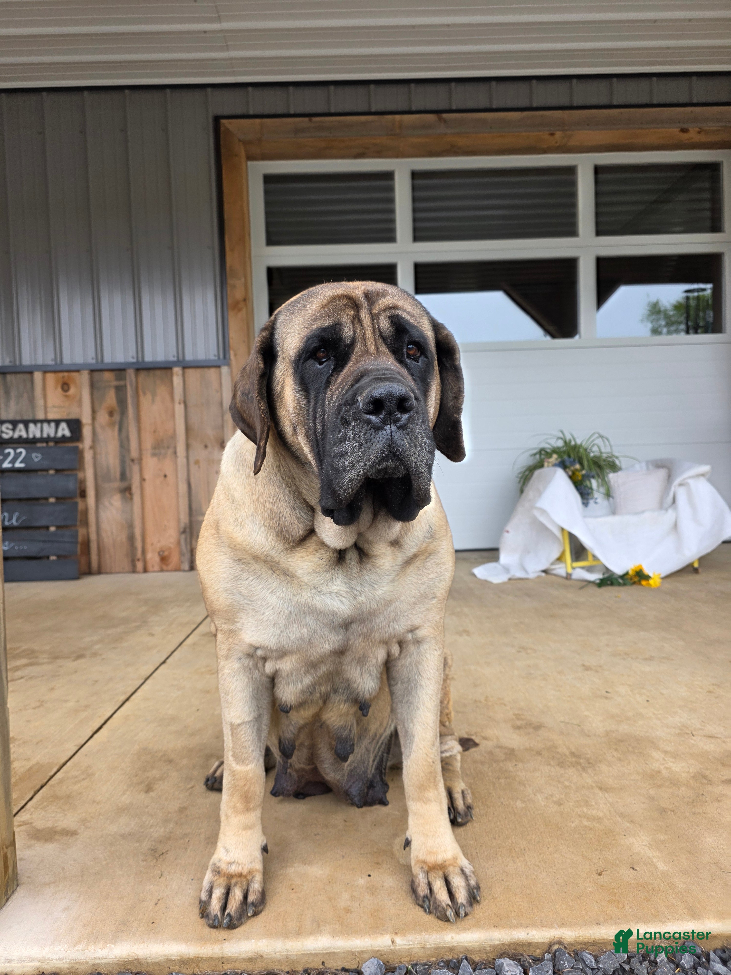 Hazel