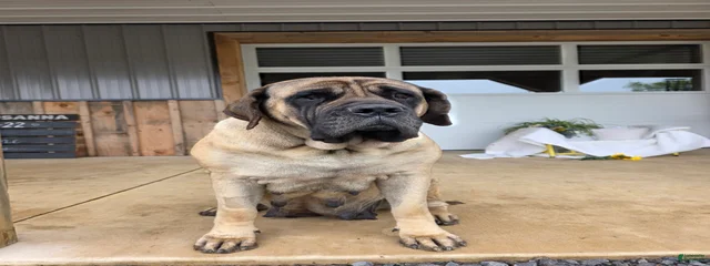 Hazel