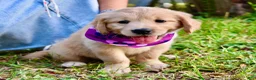 Golden Retriever dogs for sale: Pink Girl 4 - Ad 35