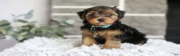 Yorkiepoo dogs for sale: Bentley - Ad 10