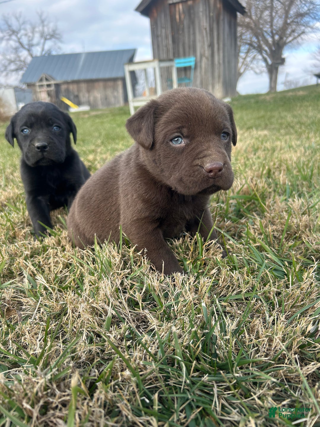 Labrador Retriever dogs for sale: Labrador Retriever Puppy 2 - Ad 1