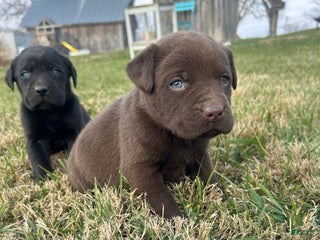 Labrador Retriever dogs Labrador Retriever Puppy 2 - Ad 8