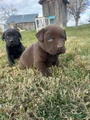 Labrador Retriever Puppy 2