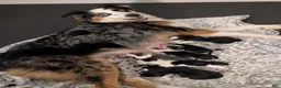 Mixed Breed dogs for sale: Cruella - Ad 5