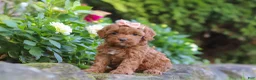 Cockapoo dogs for sale: Willow - Ad 3