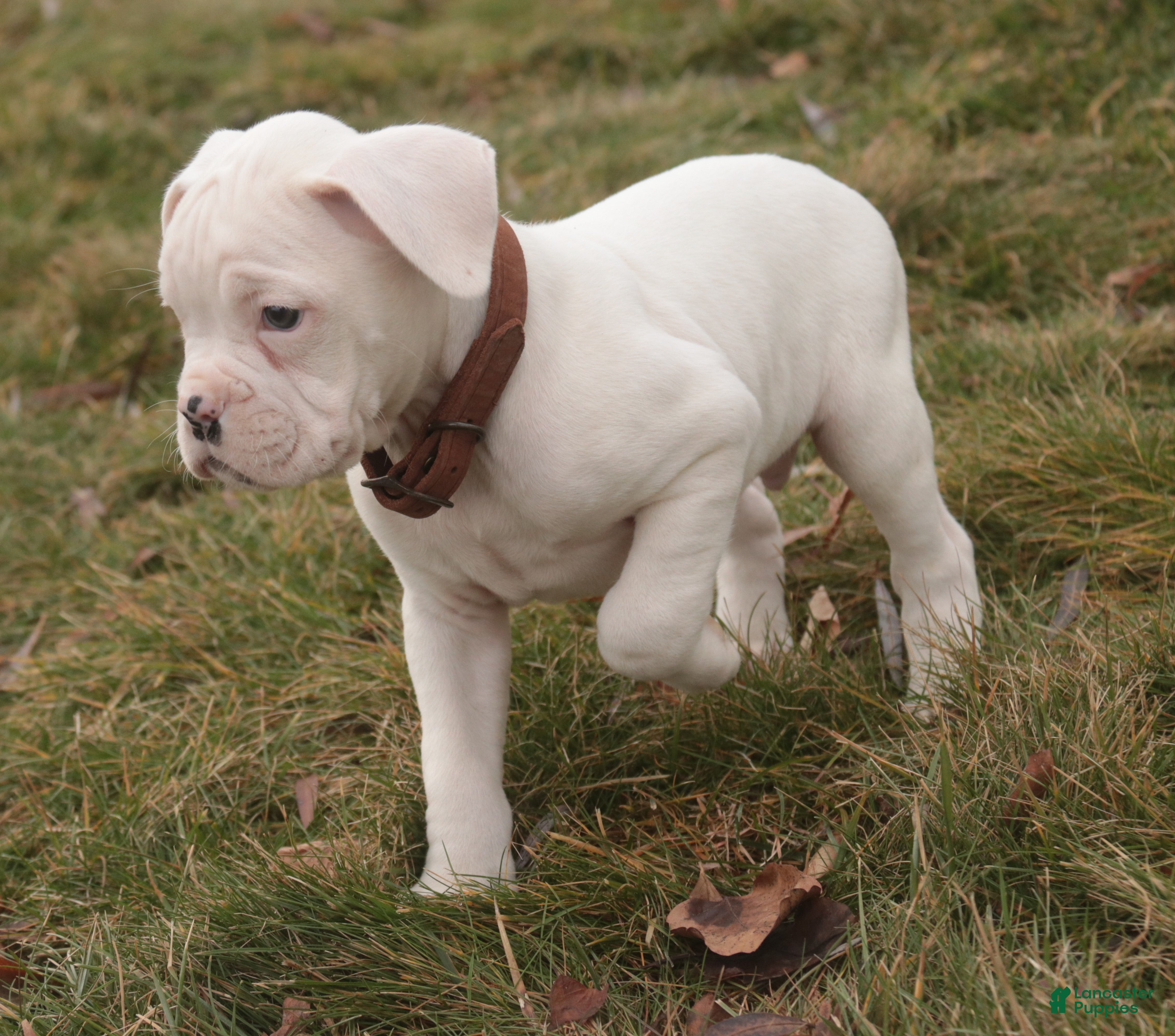 Boxer dogs Trey - Ad 2