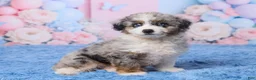 Aussiedoodle dogs for sale: Banjo - Ad 3