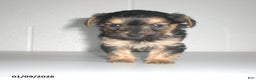 Yorkiepoo dogs for sale: Theo - Ad 13