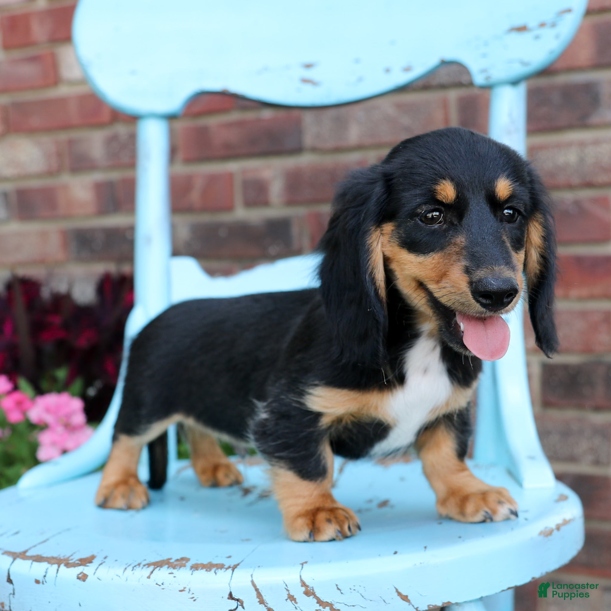 Miniature Dachshund dogs Luca - Ad 1
