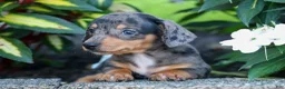 Miniature Dachshund dogs for sale:  Zino 🐕 - Ad 7