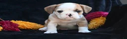 Mixed Breed dogs for sale: Oliver - Ad 7