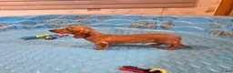 Miniature Dachshund dogs for sale: Boyd - Ad 4