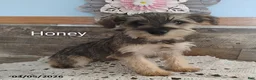 Miniature Schnauzer dogs for sale: Honey - Ad 4