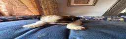 Shih Tzu dogs for sale: Shih Tzu 2 Brooklyn  - Ad 4