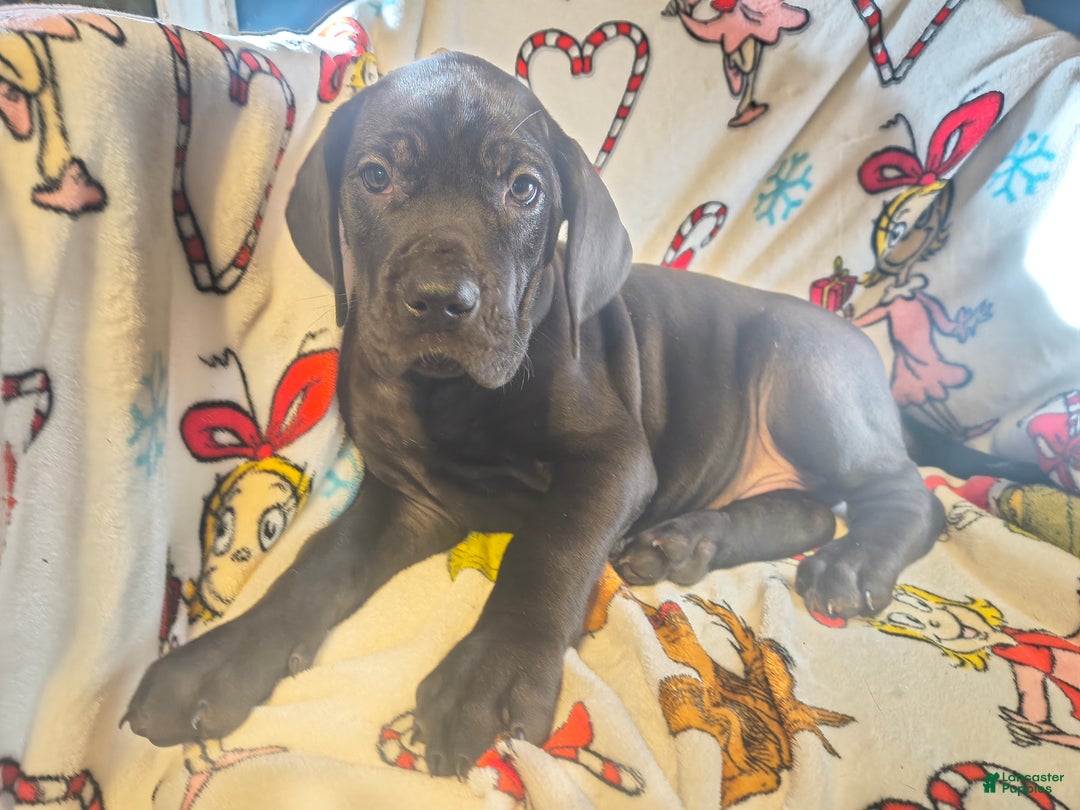 Great Dane dogs for sale: Havoc  - Ad 8