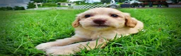 Havapoo dogs for sale: Alfie-SUMMER SALE!! $100 off listed price!! - Ad 7