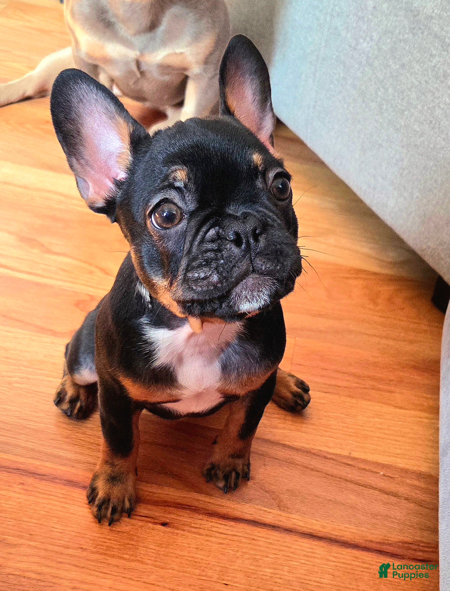 French Bulldog dogs for sale: Java french bulldog  - Ad 2