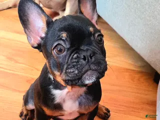 French Bulldog dogs for sale: Java french bulldog - Ad 2