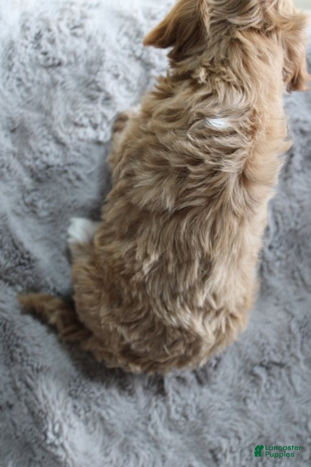 Mixed Breed dogs for sale: CAVA-POO-CHON male - JETT - Ad 3