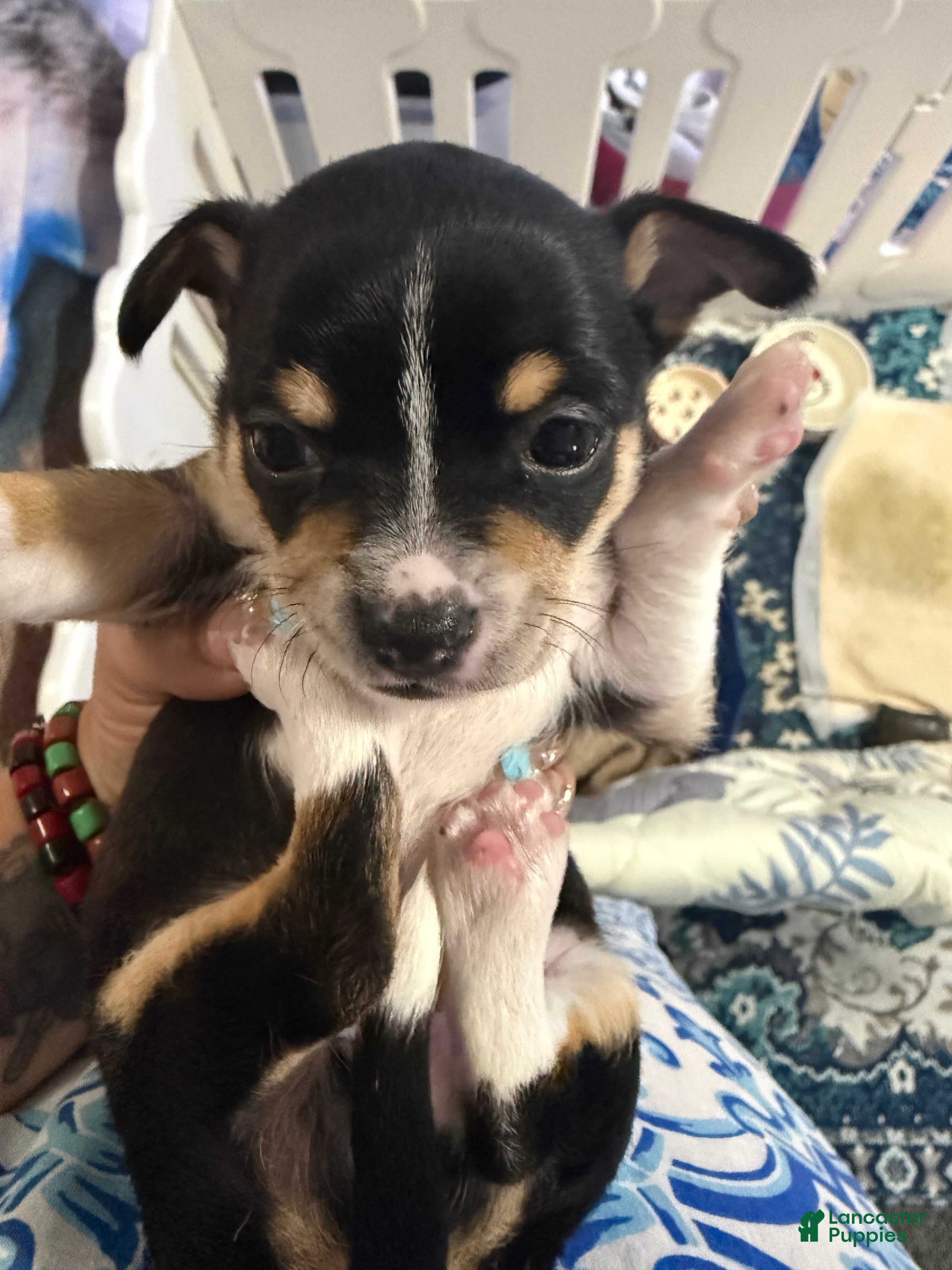 Chihuahua dogs Chihuahua 2 - Ad 2
