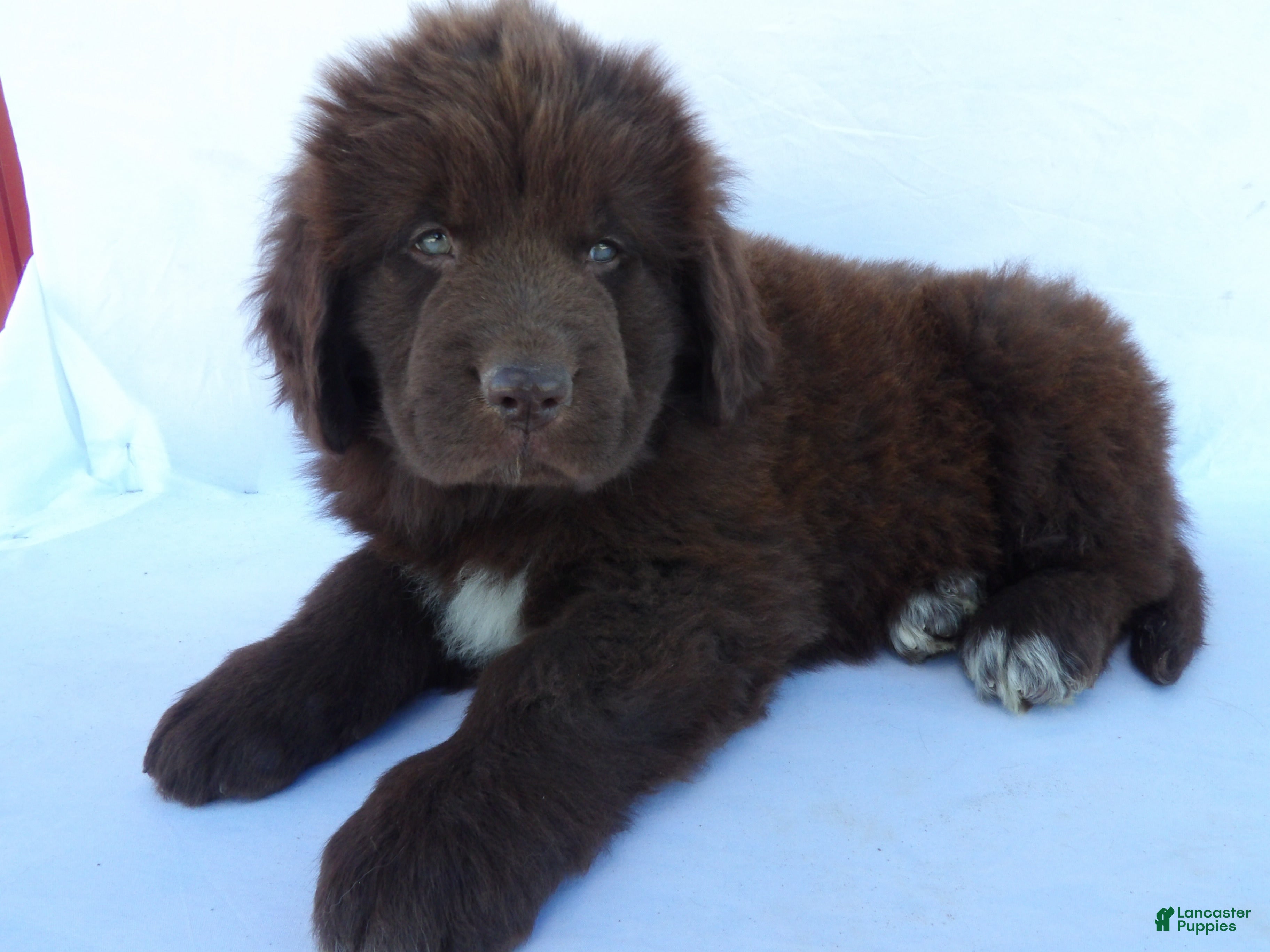 Newfoundland dogs for sale: Deisel - Ad 2
