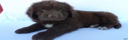 Newfoundland dogs for sale: Deisel - Ad 2