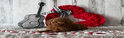 Toy Poodle dogs for sale: Uno - Ad 2