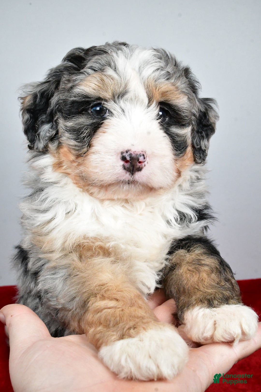 Mini Bernedoodle dogs for sale: Lola - Ad 11
